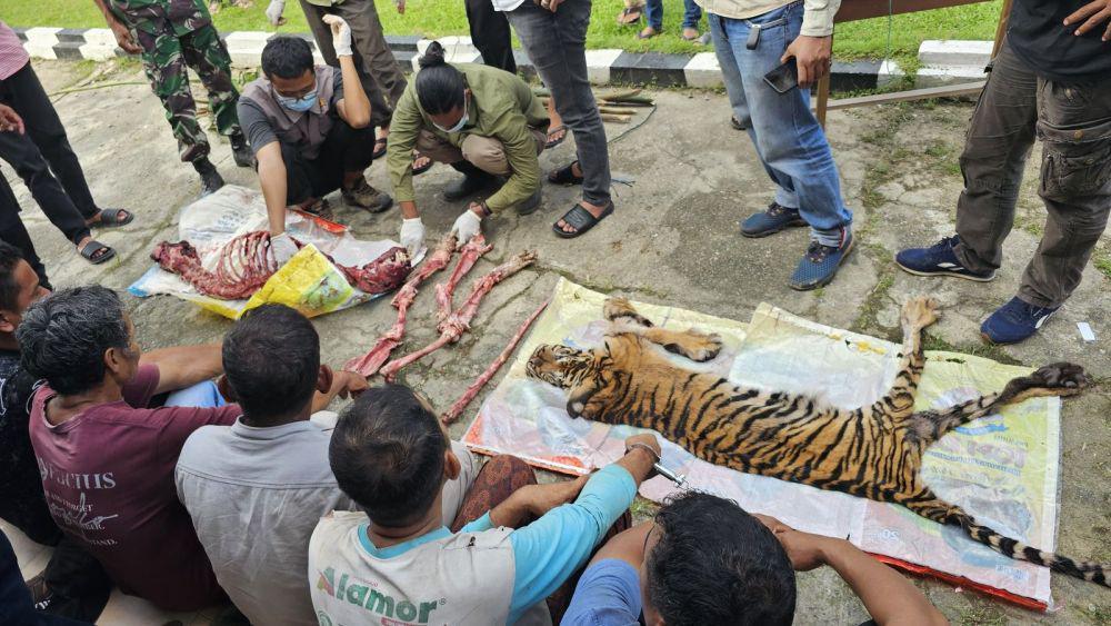 Polisi Tangkap 6 Pelaku Pembantai Harimau Sumatra di Riau