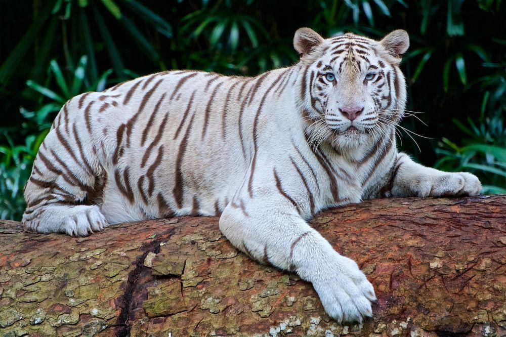 5 Fakta Harimau Putih, si Kucing Besar yang Bernasib Tragis