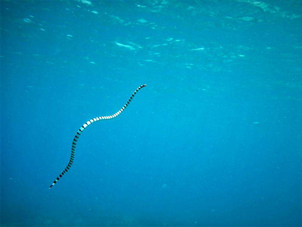 Ular laut (unsplash.com/Jong Marshes)