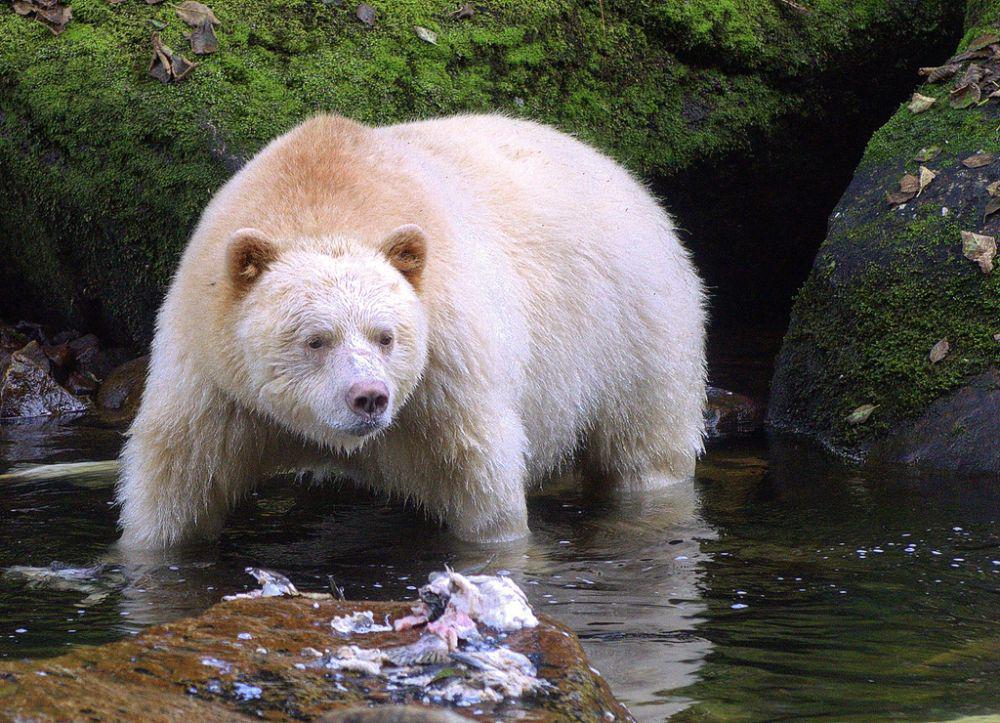 5 Beruang dari Keluarga Ursidae yang Dapat Dijumpai di Amerika