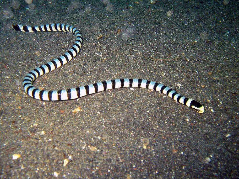 Ular laut (commons.wikimedia.org/Jens Petersen)