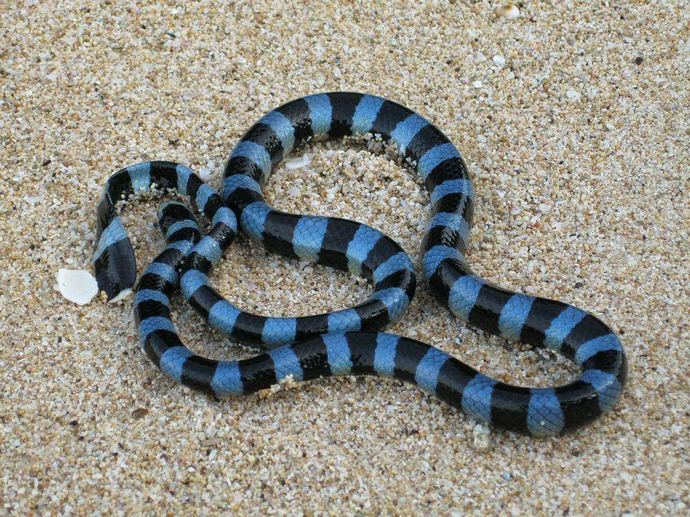 Ular laut (commons.wikimedia.org/Bramadi Arya)