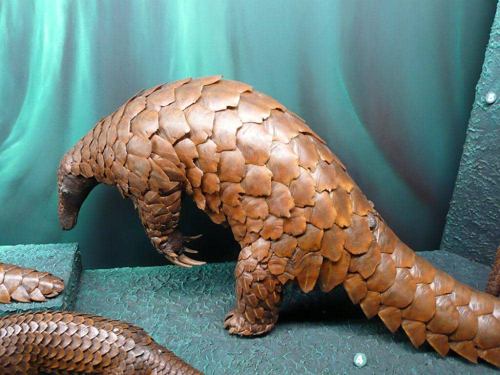 Giant pangolin yang telah ditaksidermi di Muséum d'histoire naturelle de Genève (commons.wikimedia.org/Liné1)