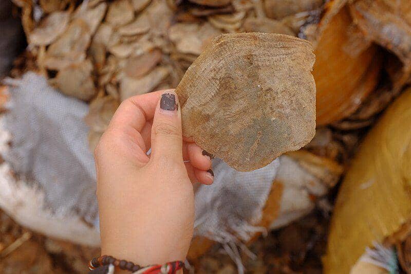 Sisik tenggiling raksasa kerap dijadikan obat tradisional. (commons.wikimedia.org/U. S. Fish and Wildlife Service Headquarters)