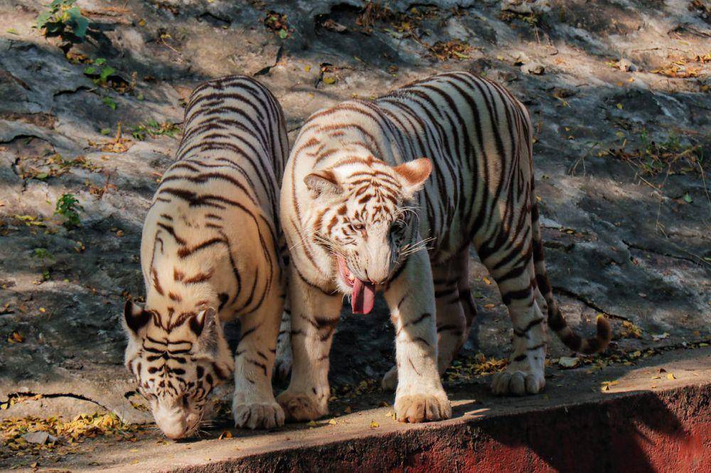 harimau putih bukan spesies terancam punah (pexels.com/Karan Mridha)
