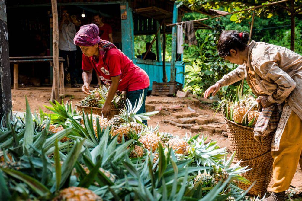 ilustrasi panen (pexels.com/Tanvir ahmed Nafim)