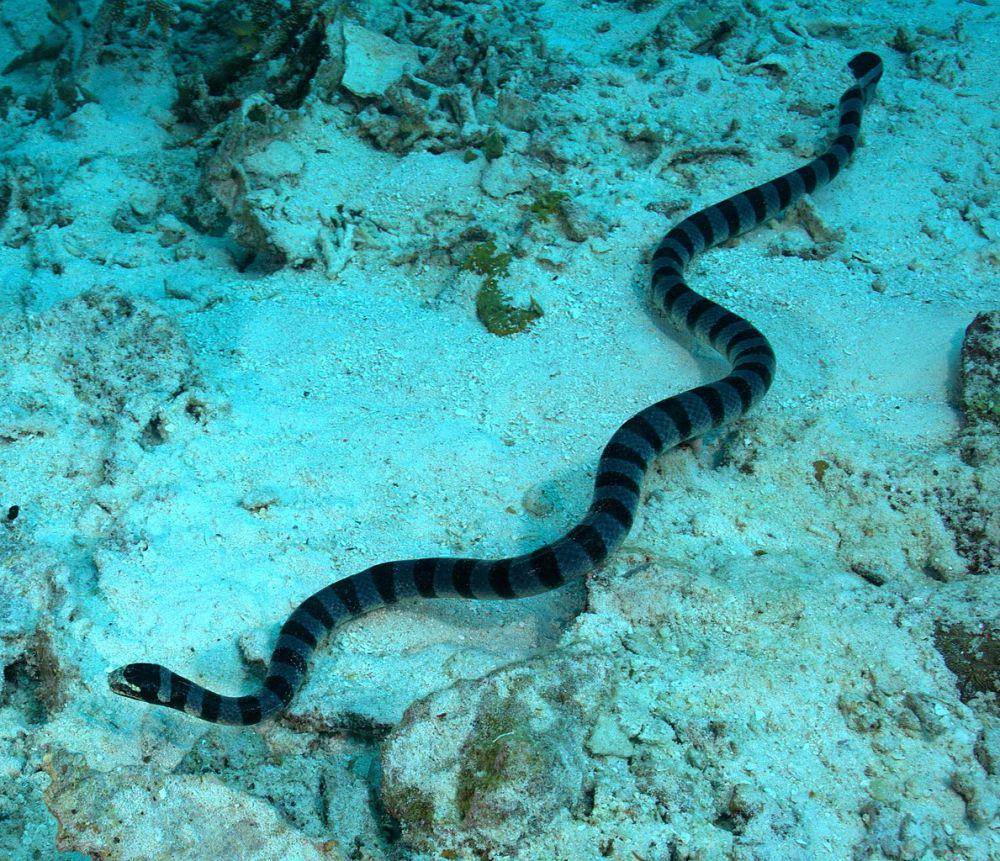 Ular laut (commons.wikimedia.org/Q Phia)
