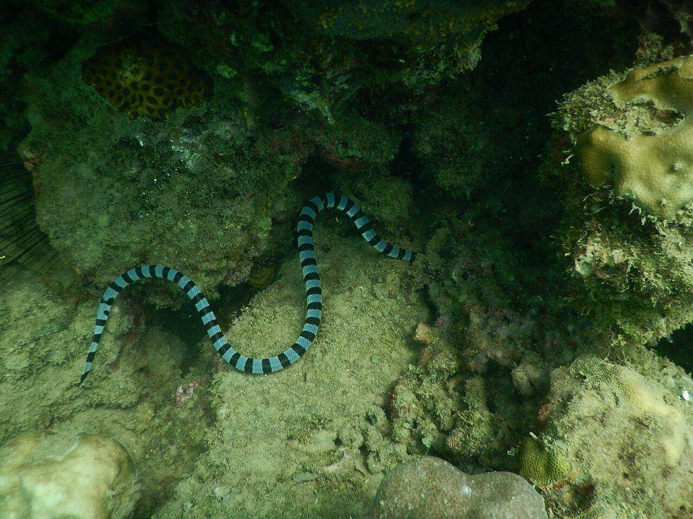 Ular laut (commons.wikimedia.org/Jaydasadia0345)