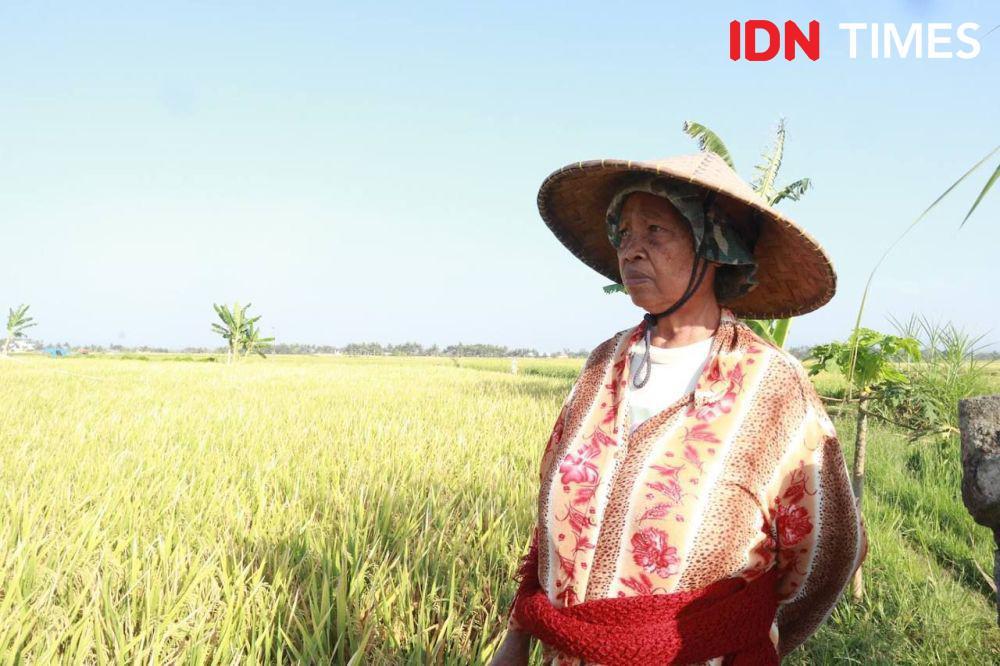 Nilai Tukar Petani di Bali Menurun Akibat Panen Raya