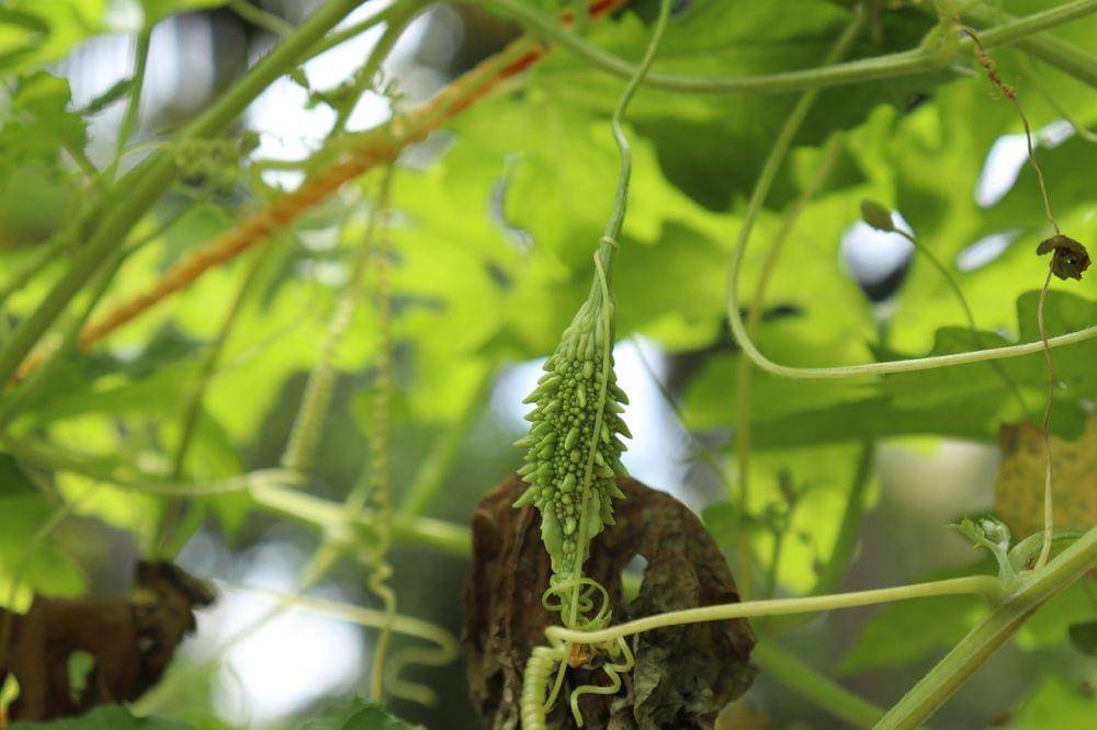 ilustrasi pare (pixabay.com/ElenzaPhotograhy)