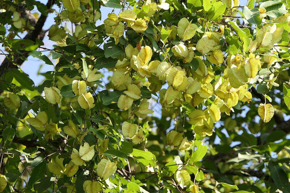 Fakta Unik Indian Laurel, Pohon dengan Teknologi Penyimpanan Air Alami