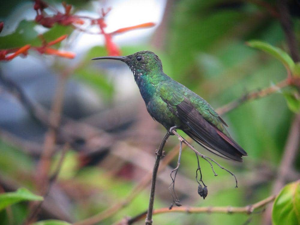 4 Fakta Unik Green-breasted Mango, Punya Sumber Nektar Favorit!