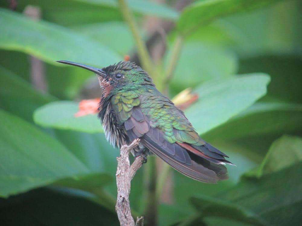 green-breasted mango (commons.m.wikimedia.org/Felix Uribe)