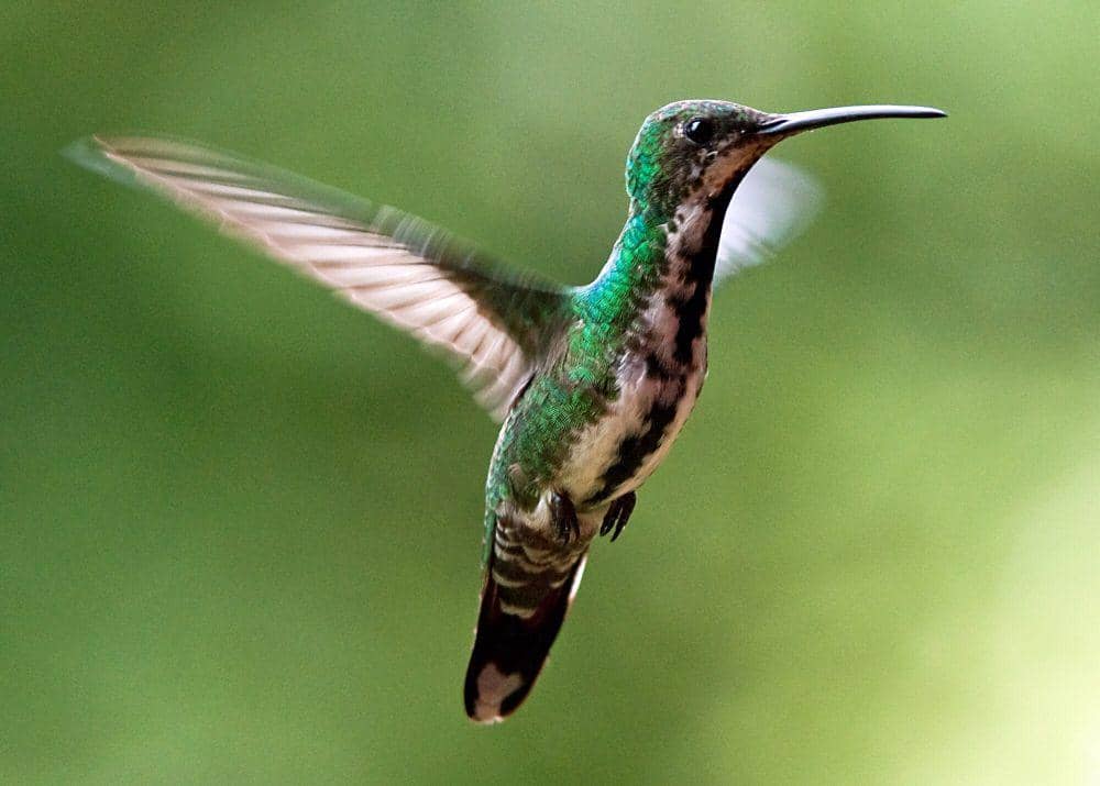 green-breasted mango (commons.m.wikimedia.org/Kathy and Sam)