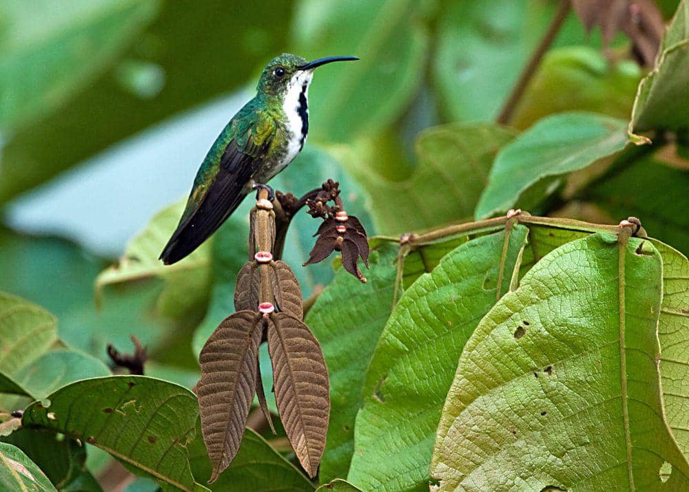 green-breasted mango (commons.m.wikimedia.org/Kathy and Sam)