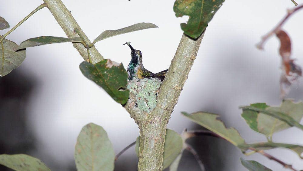 green-breasted mango (commons.m.wikimedia.org/Dominic Sherony)