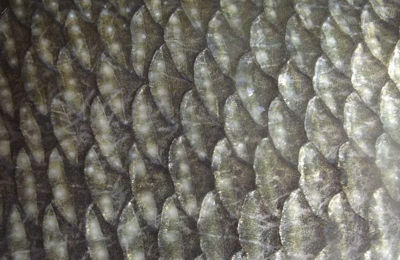 Mengenal Fungsi Sisik Ikan, Perisai Pertahanan Diri Kaya Manfaat