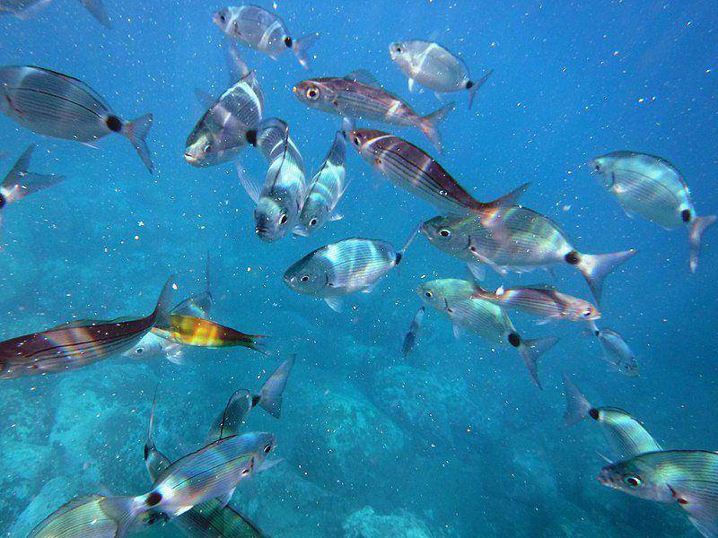 Ilustrasi pergerakan ikan dalam air (commons.m.wikimedia.org/TeWeBs)