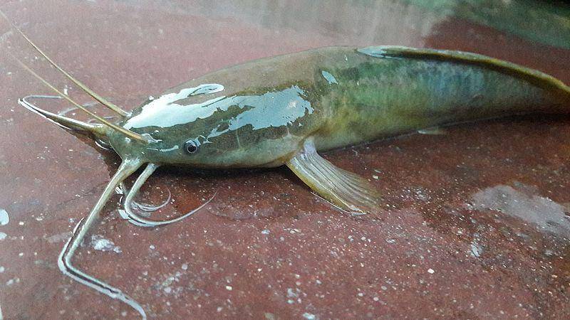 Ilustrasi ikan tidak bersisik (commons.m.wikimedia.org/Maneysh Roy)