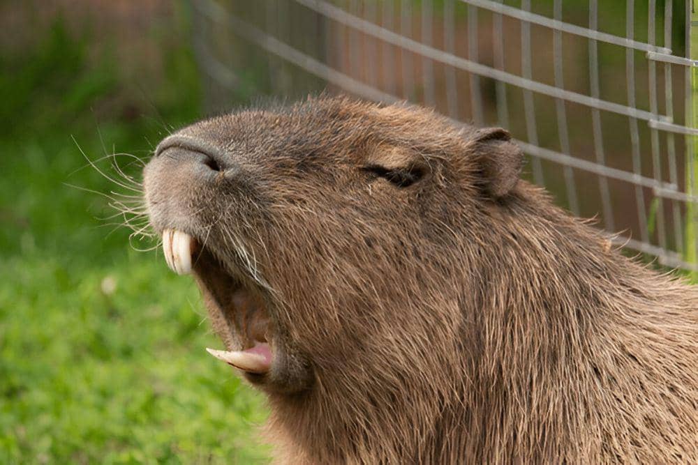 Kapibara (shutterstock.com/Ian Peter Morton)