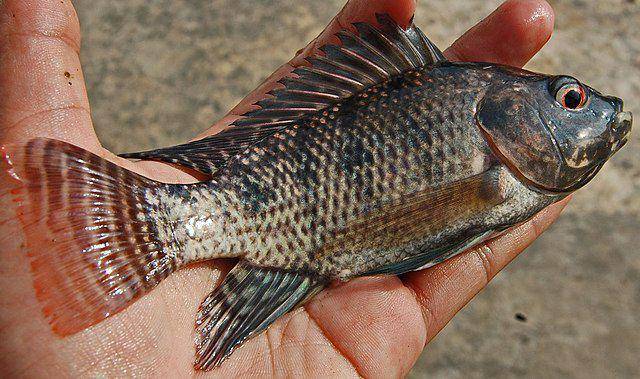 Ilustrasi sisik pada ikan nila (commons.m.wikimedia.org/W.A. Djatmiko)