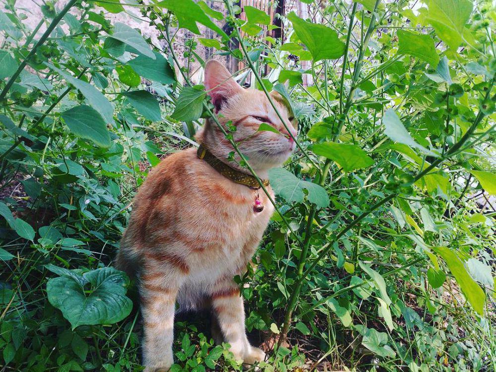 Fakta Acalypha Indica, Catnip Versi Tropis yang Bikin Kucing Ketagihan