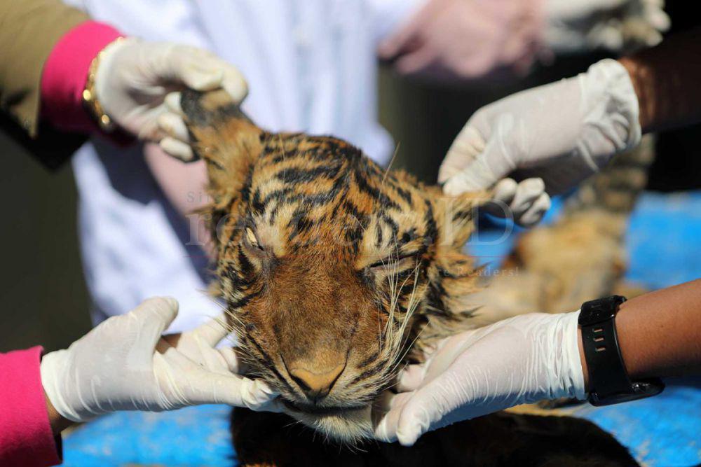 6 Pembunuh Harimau Sumatra di Riau Dituntut 7 Tahun Penjara