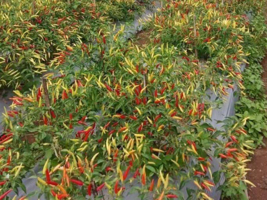 Tanaman cabai petani di Tirtanadi (IDN Times/Ruhaili)