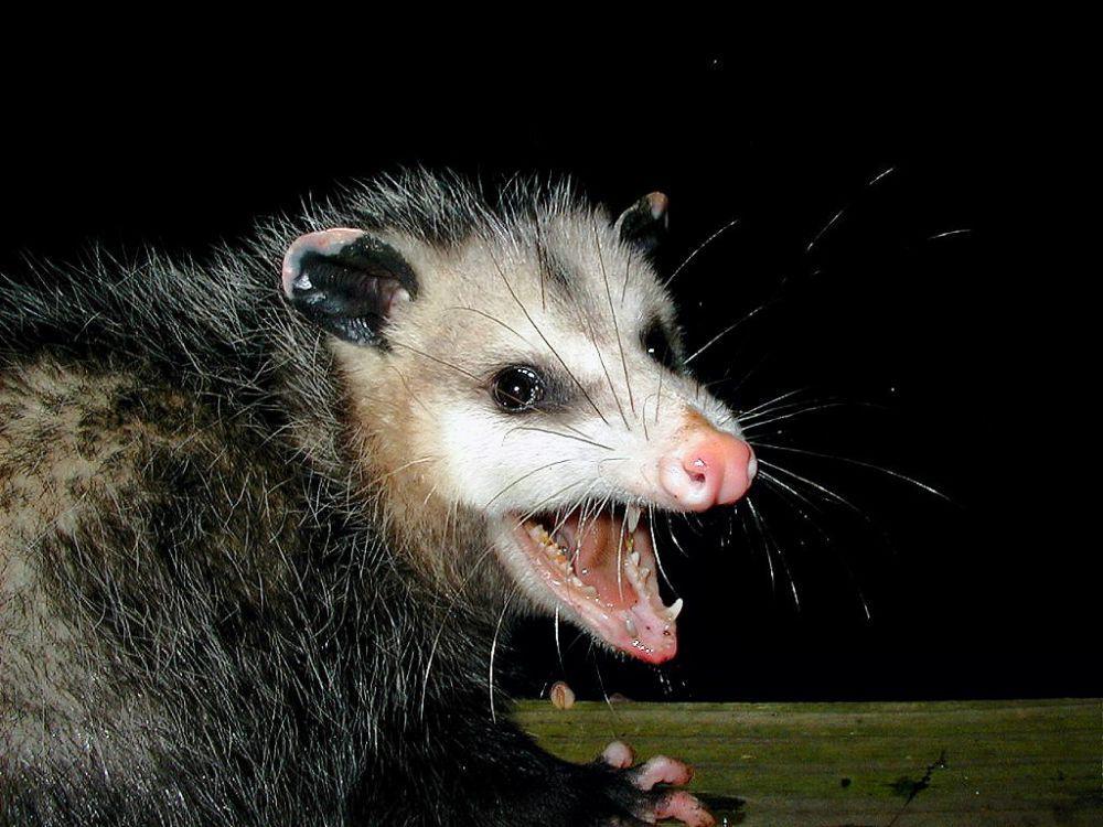 4 Fakta Unik Opossum saat Berpura-pura Mati, Bukan Sekadar Akting!
