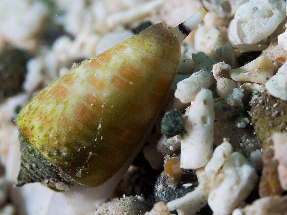 siput kerucut (commons.wikimedia.org/Rickard Zerpe)