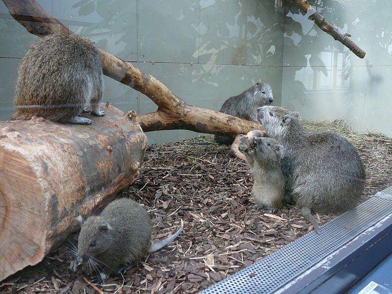kelompok hutia kuba yang berada di kebun binatang (commons.wikimedia.org/Salix)