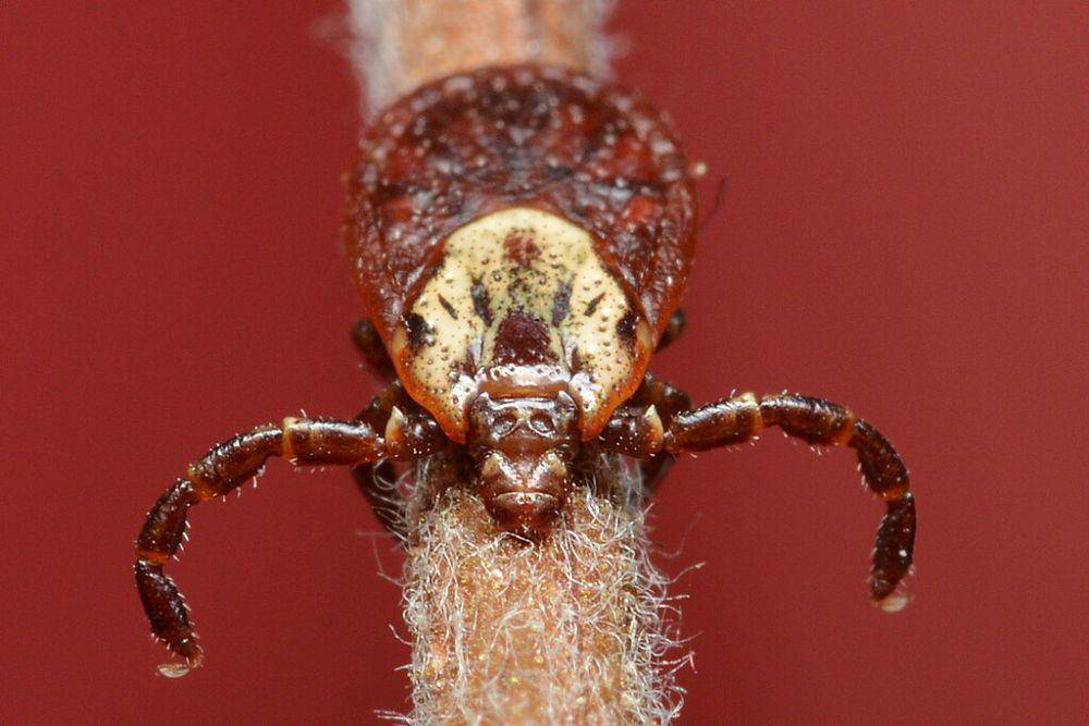 american dog tick (commons.wikimedia.org/Ryan Hodnett)