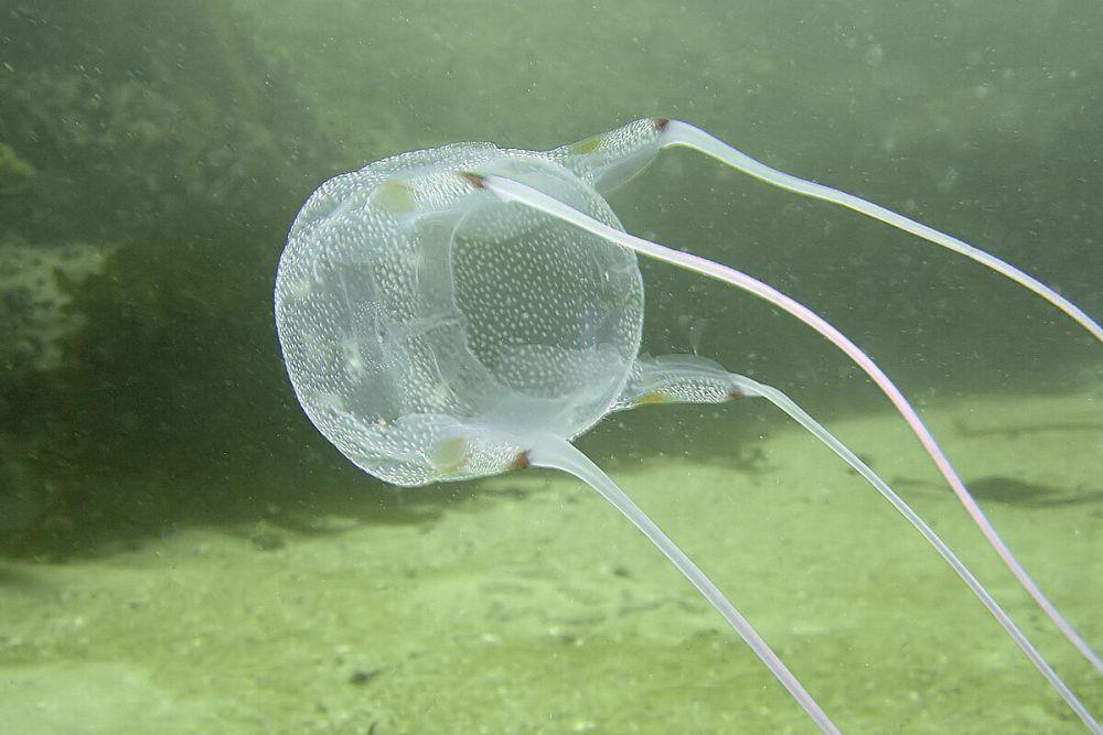 ubur-ubur kotak (commons.wikimedia.org/Peter Southwood)