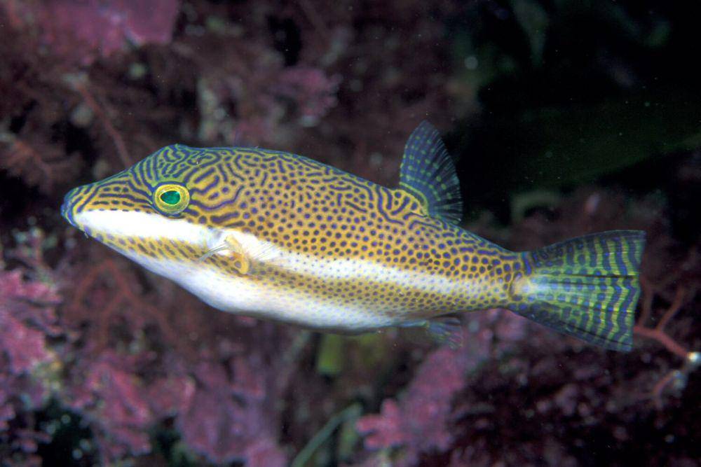 ikan buntal (commons.wikimedia.org/Ian Skipworth)