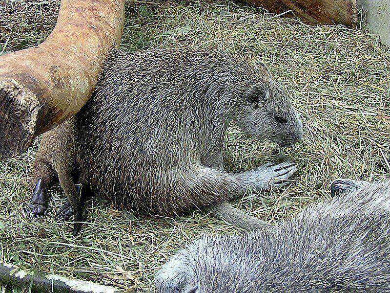 keluarga kecil hutia kuba di kebun binatang (commons.wikimedia.org/NasserHalaweh)