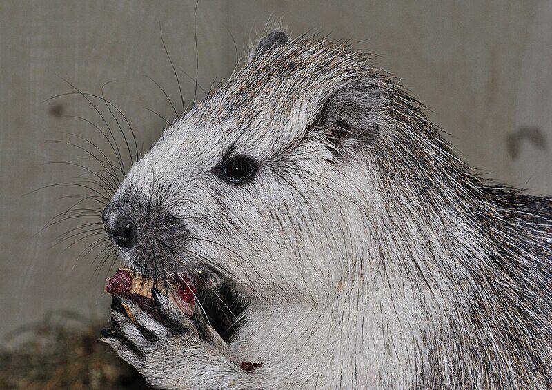 hutia kuba yang sedang makan (commons.wikimedia.org/Quartl)