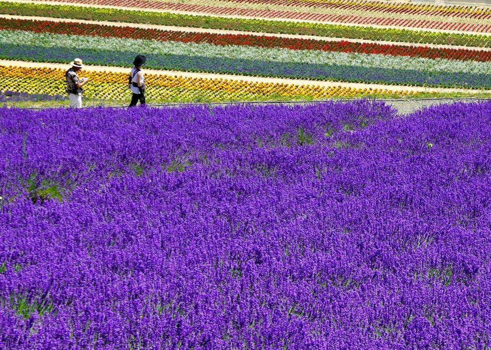 Hokkaido (unsplash.com/Cindy Bissig)