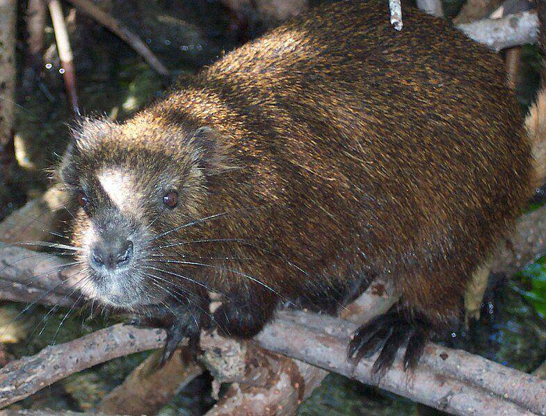 hutia kuba yang sedang memanjat pohon (commons.wikimedia.org/Yomangani)