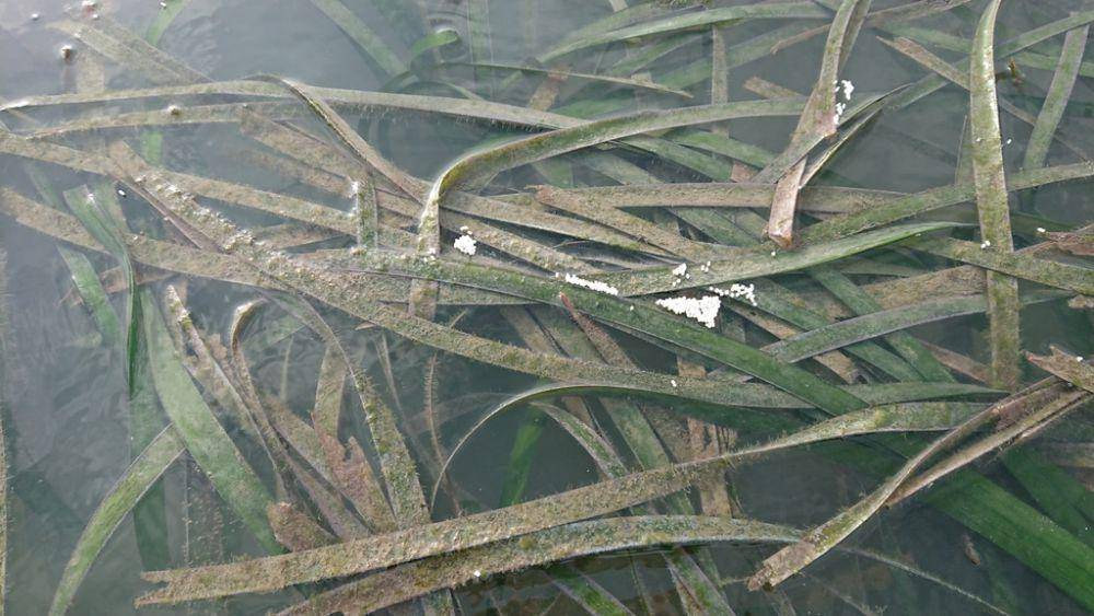ilustrasi Enhalus acoroides (inaturalist.org/ah_heng)