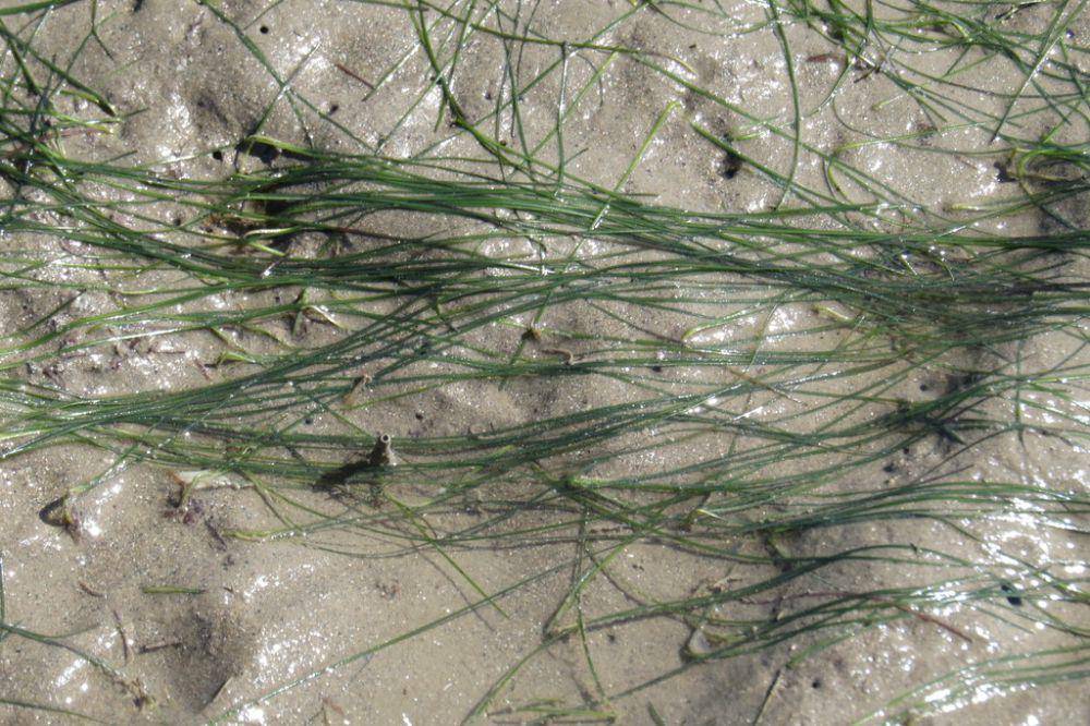 ilustrasi Halodule pinifolia (inaturalist.org/coenobita)
