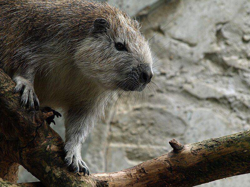 Populasi hutia kuba masih ada dalam kategori aman, tetapi mereka terkadang berkonflik dengan manusia. (commons.wikimedia.org/Alena Houšková)