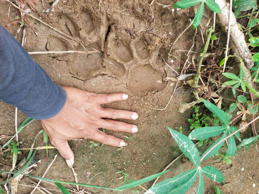 Waspada! Jejak Harimau Ditemukan di Kebun Singkong Warga Lampung Timur