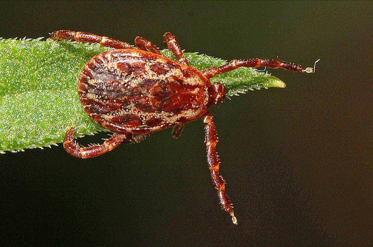 american dog tick (commons.wikimedia.org/Judy Gallagher)