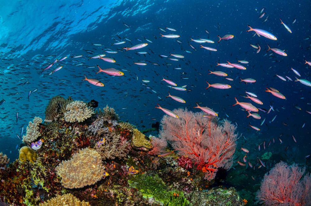 6 Ikan Paling Nyentrik di Indonesia, Bisa Menyala dalam Gelap!