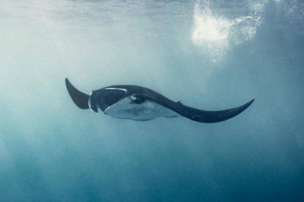 Ikan pari manta (pexels.com/Nick Wehrli)