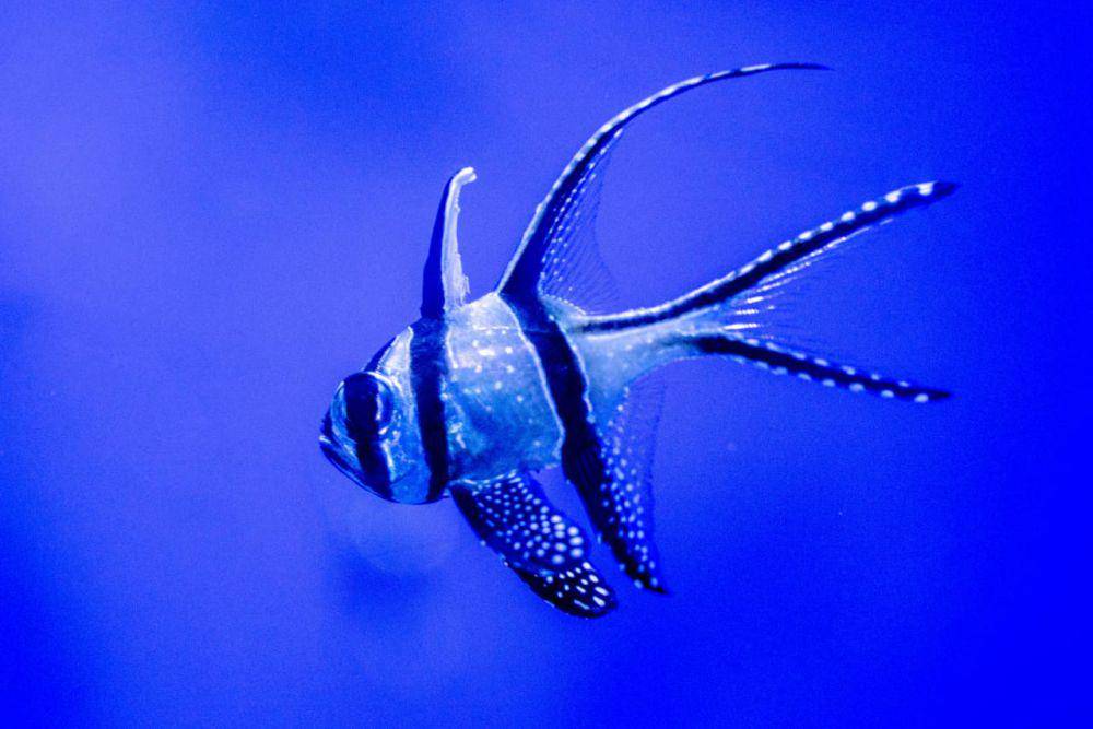 Ikan kardinal Banggai (instagram.com/Alex P)