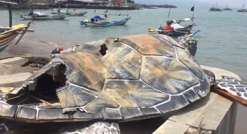 Kontraktor Blak-blakan Isu Kardus dalam Patung Penyu Gadobangkong