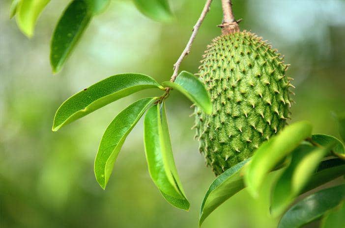5 Daun Berkhasiat Ini Seringkali Hanya Jadi Tanaman Peneduh