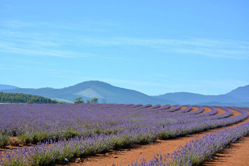 Tasmania (unsplash.com/Kshithij Chandrashekar)