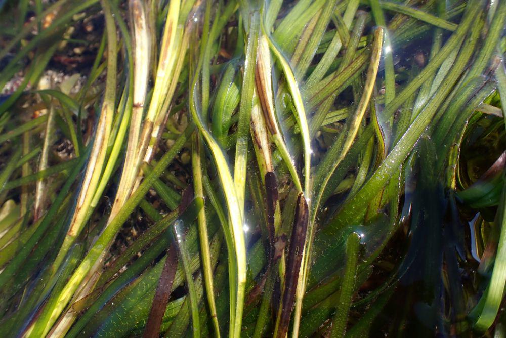 5 Spesies Tanaman Lamun di Indonesia, yang Sering Dikira Rumput Laut